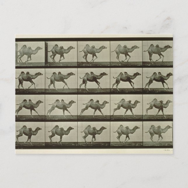 Carte Postale Chameau, assiette de 'Locomotion animale', 1887 (b (Devant)