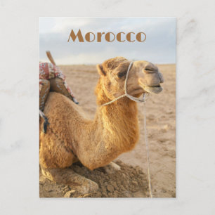 Carte Postale Chameau au repos, voyage au Maroc