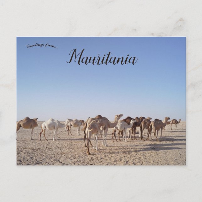 Carte Postale Chameaux en Mauritanie  (Devant)