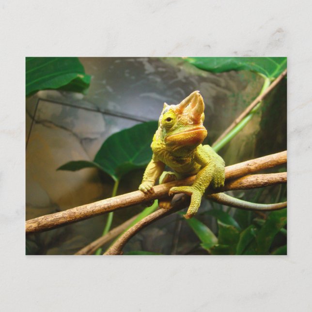 Carte Postale Chameleon (Devant)