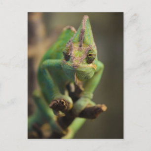 Carte Postale Chameleon