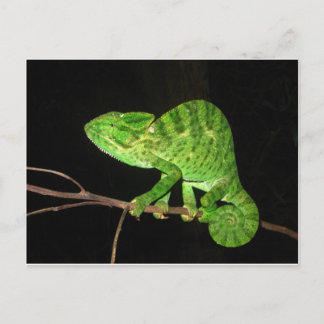 Carte Postale Chameleon (Chamaeleo zeylanicus)