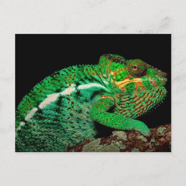 Carte Postale Chameleons (Devant)