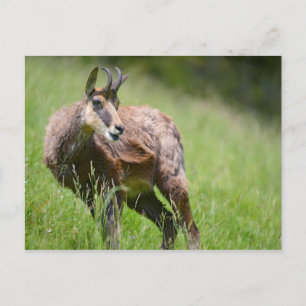 Carte Postale Chamois dans l'herbe