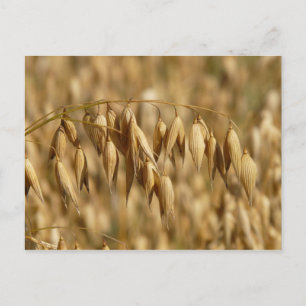 Carte Postale Champ d'avoine