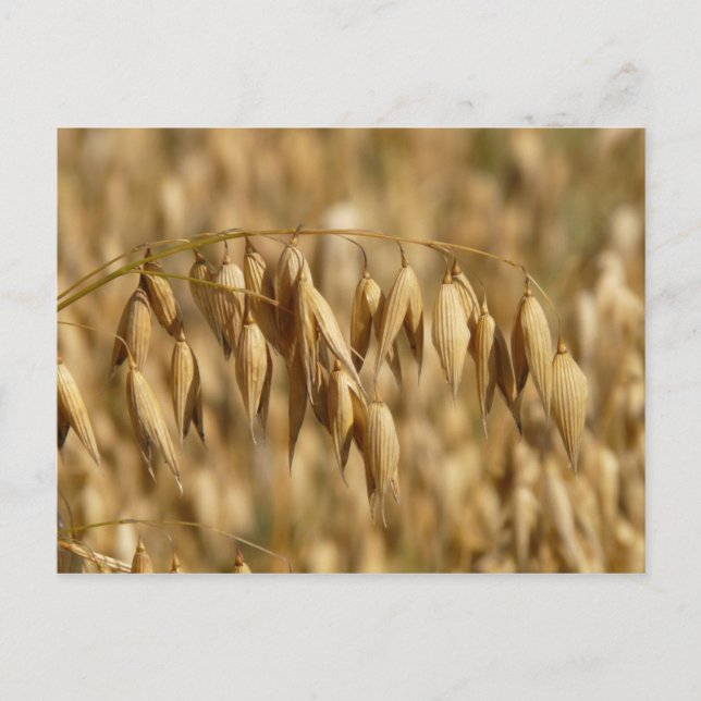 Carte Postale Champ d'avoine (Devant)