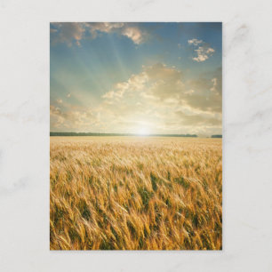 Carte Postale Champ de blé au coucher du soleil