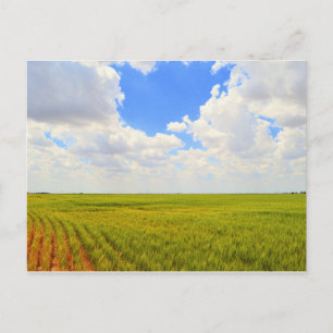 Carte Postale Champ de blé dans le comté de Scott, Kansas