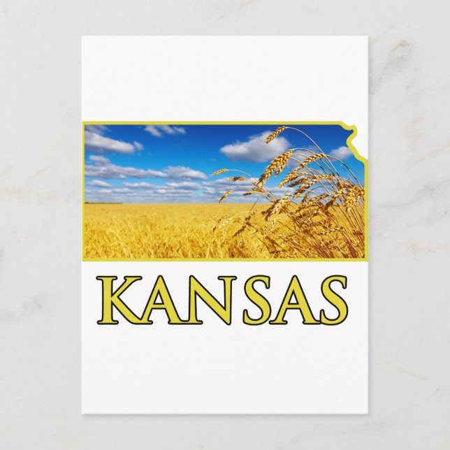 Carte Postale Champ de blé du Kansas (Devant)