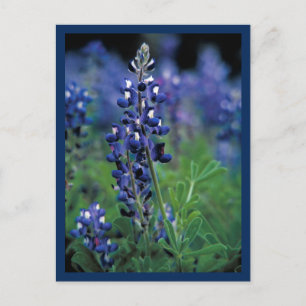 Carte Postale Champ de Bleuet Bleu Fleur Texas état