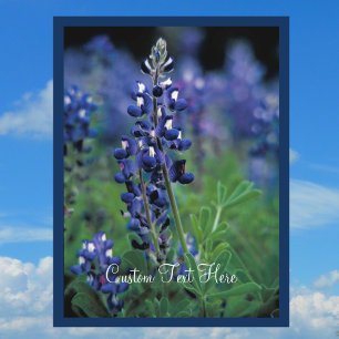 Carte Postale Champ de Bleuet Bleu Fleur Texas état