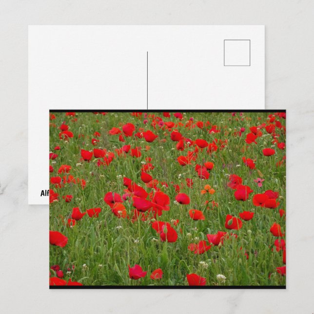 Carte Postale Champ de Coquelicots (Devant / Derrière)