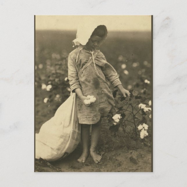 Carte Postale Champ de coton (Devant)