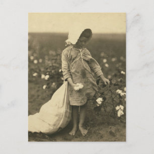 Carte Postale Champ de coton