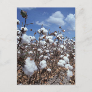 Carte Postale Champ de coton