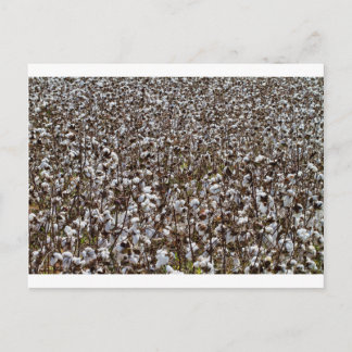Carte Postale Champ de cultures de coton