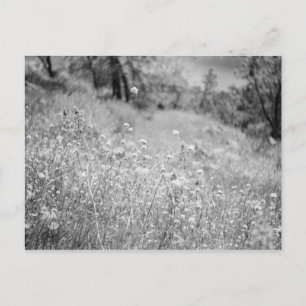 Carte Postale Champ de fleurs