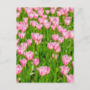 Carte Postale Champ de fleurs de tulipes roses