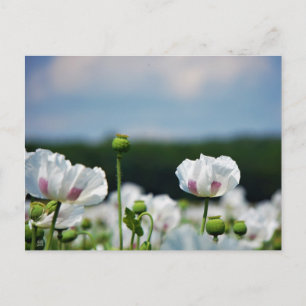 Carte Postale Champ de fleurs, fleur de pavot somnifère.