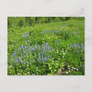 Carte Postale Champ de Fleurs sauvages au Mont Rainier