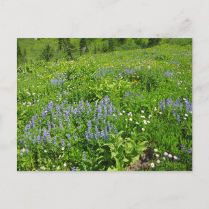 Carte Postale Champ de Fleurs sauvages au Mont Rainier