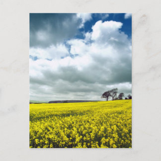 Carte Postale Champ de jaune
