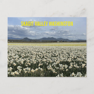 Carte Postale Champ de jonquilles de la vallée de Skagit dans l'