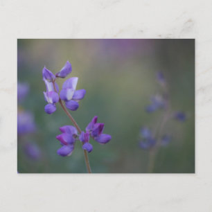 Carte Postale champ de Lupine