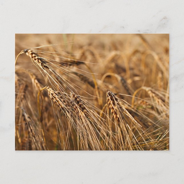 Carte Postale Champ de maïs avec grain (Devant)
