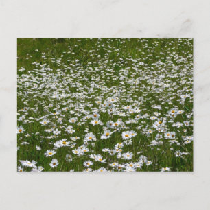 Carte Postale Champ de marguerites Fleurs sauvages de l'Alaska