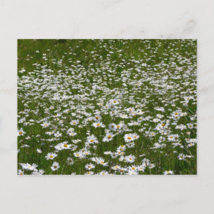 Carte Postale Champ de marguerites Fleurs sauvages de l'Alaska