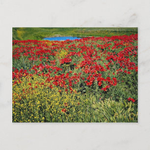 Carte Postale Champ de pavot, Moyen Atlas, fleurs du Maroc