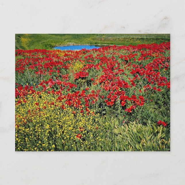 Carte Postale Champ de pavot, Moyen Atlas, fleurs du Maroc (Devant)