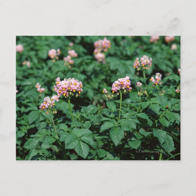 Carte Postale Champ de pomme de terre (Devant)