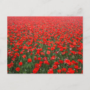 Carte Postale Champ de Red Poppies