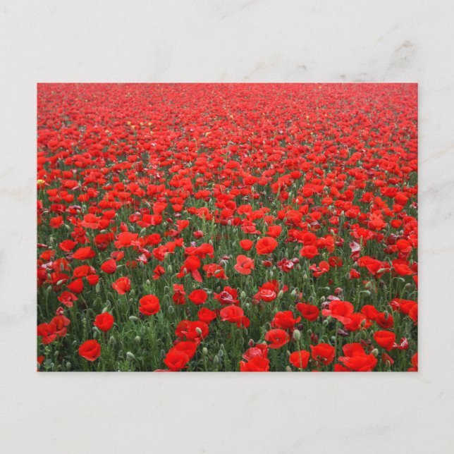 Carte Postale Champ de Red Poppies (Devant)