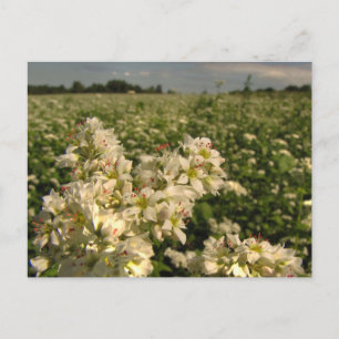 Carte Postale Champ de sarrasin