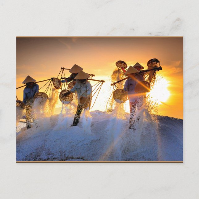 Carte Postale Champ de sel du Vietnam (Devant)