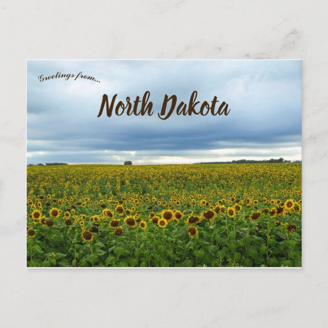 Carte Postale Champ de tournesol dans le Dakota du Nord USA (Devant)