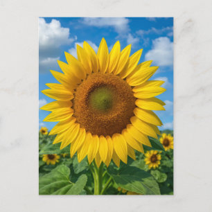 CARTE POSTALE CHAMP DE TOURNESOLS