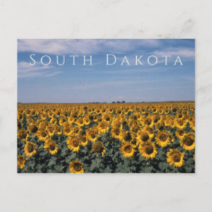Carte Postale Champ de tournesols, Dakota du Sud