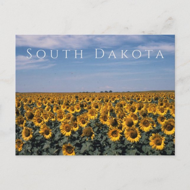 Carte Postale Champ de tournesols, Dakota du Sud (Devant)
