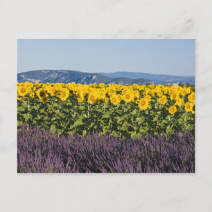 Carte Postale Champ de tournesols et de fleurs de lavande,