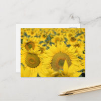 Champ de Tournesols Jaunes Photographie