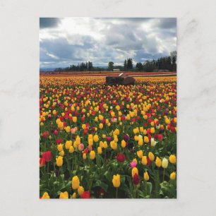 Carte Postale Champ de tulipe avec ancien tracteur, Oregon