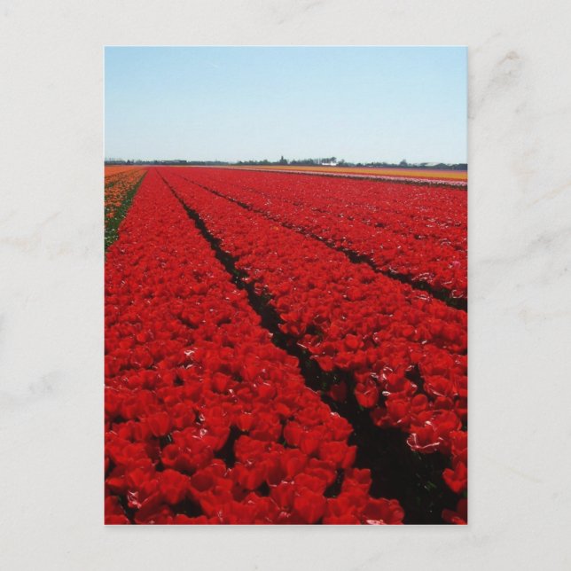 Carte Postale Champ de tulipe néerlandais (Devant)