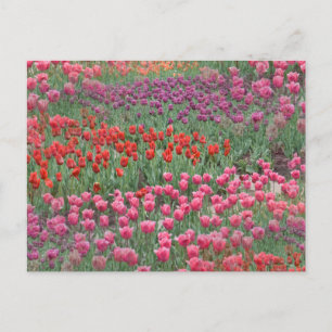 Carte Postale Champ De Tulipes
