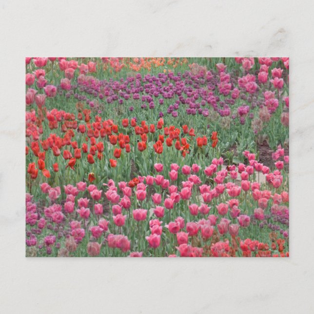 Carte Postale Champ De Tulipes (Devant)