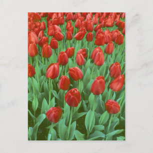 Carte Postale Champ de tulipes en fleurs au printemps.