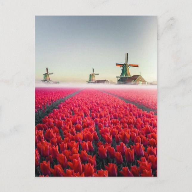 Carte Postale Champ de tulipes et moulins (Devant)